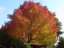 Autumn Tree