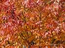 Autumn Leaves
