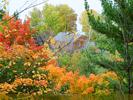 Autumn Colors