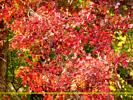 Mess of Autumn Leaves