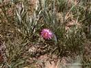 Pincushion Cactus (Alberta, Canada)