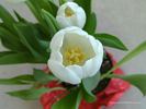 White Tulip
