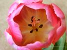 Inside a Pink Tulip