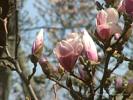 Early Magnolia Tree Flowers