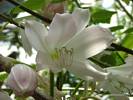 Longneck Swamp Lily - Crinum moorei