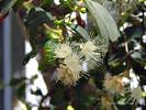 Cherry Bush - Syzygium australe
