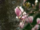 Magnolia Tree Flower