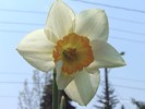 Daffodil - Spring Time Glory