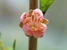 Peach Flower Opening