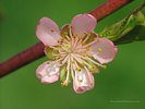 Peach Flower