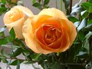 Peach Rose