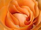 Inside of a Peach Colored Rose