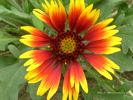 Blanket Flower - Gaillardia aristata Bijou