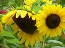 Sunflower [Helianthus annuus]
