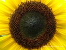 Inside of a Sunflower [Helianthus annuus]