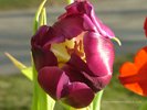 Crimson Tulip