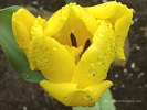 April Showers - Yellow Tulip