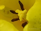 Yellow tulip from a bees perspective