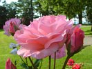 Pink Roses