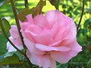 Pink Rose