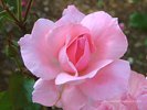 Pink Rose