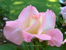 White-Pink Rose