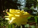 Yellow Rose - Over 50