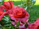 Orange Red Rose