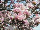 Magnolia Tree Flowers
