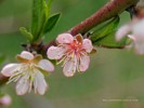 Peach Tree Flower
