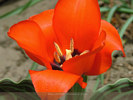 Red Pinnochio Tulip