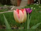 Pink-Yellow Tulip