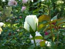 Rose Garden - White Rose