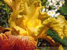 Yellow Iris Close-Up