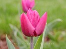 Pink Tulip after Rain