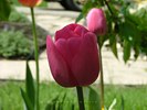 Deep Rose Tulip