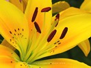 Inside a Yellow Lily