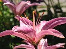The Glory of a Pink Lily