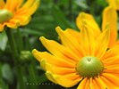 Floral Sunshine