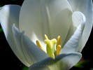 Exploring the Mystery of a White Tulip