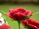 Red Rose After Rain Shower