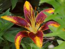 Yellow-Purple Lily