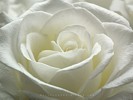 Portrait of White Rose