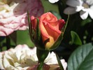 Rose Garden Queen