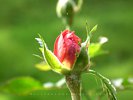 In Search for the Perfect Raindrop - Red/Yellow Rose