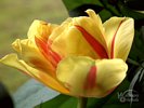 Yellow Tulip in Full Bloom