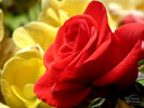 Red Rose Profile
