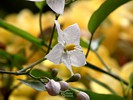 White Potato Vine - Solanum Jasminoides