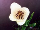 White Tulip