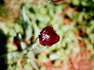 Red Tulip